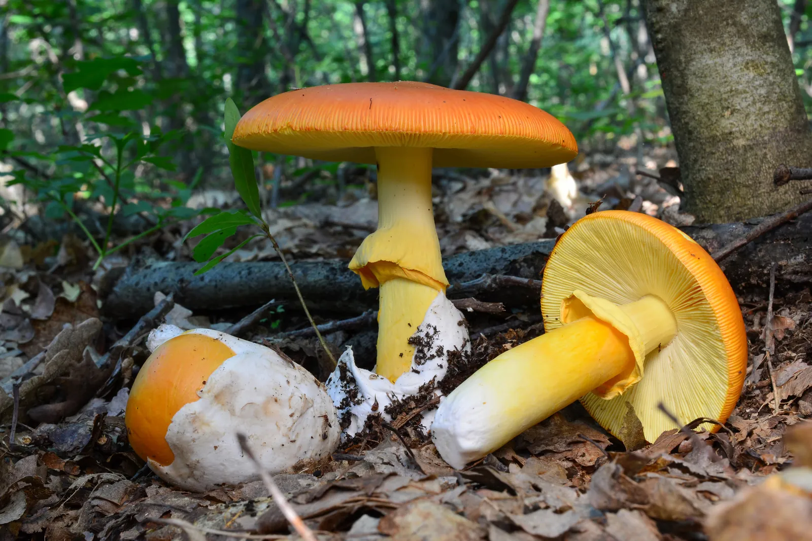 Amanita caesarea en distintas fases de desarrollo