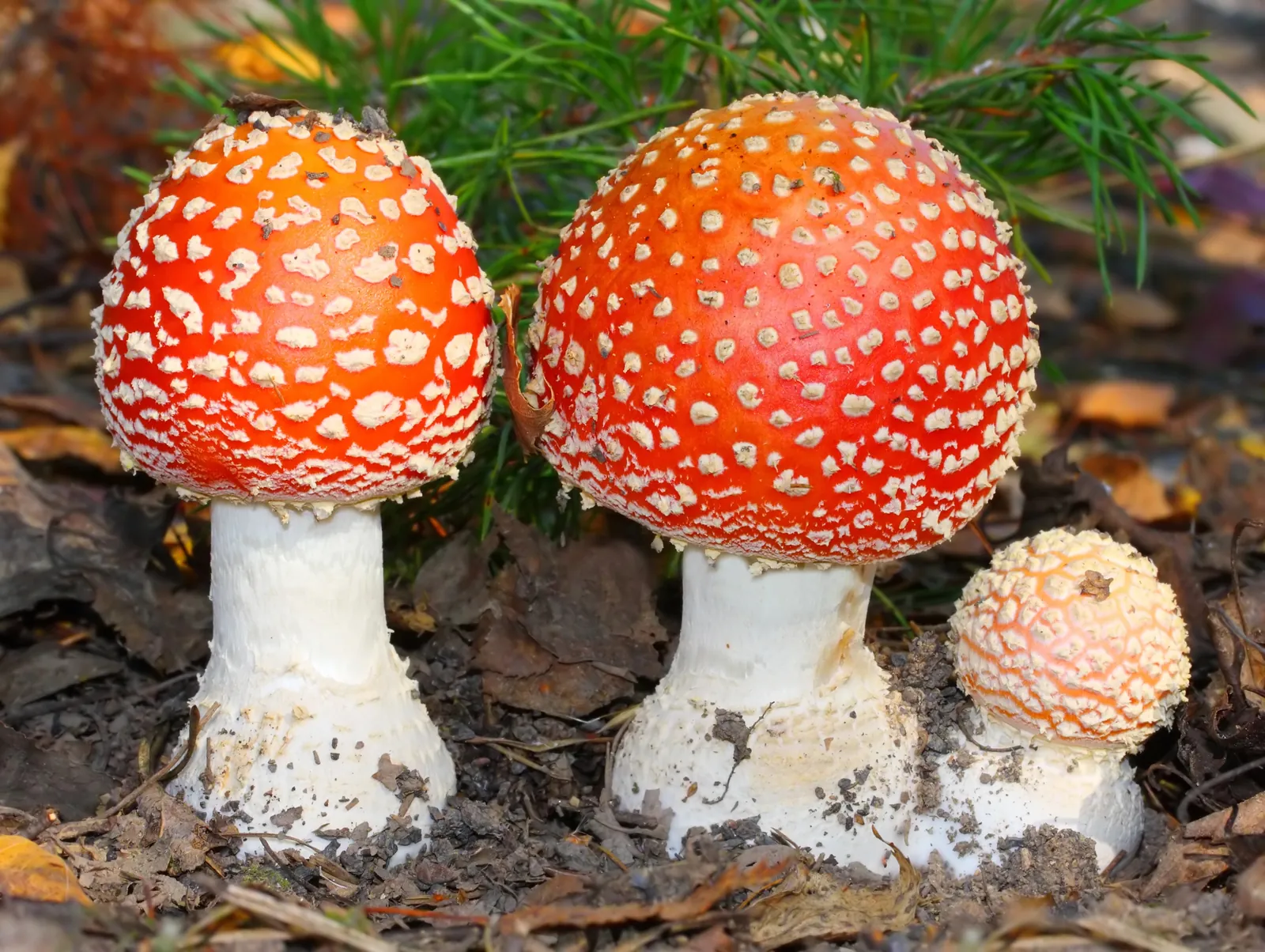 Grupo de Amanita muscaria